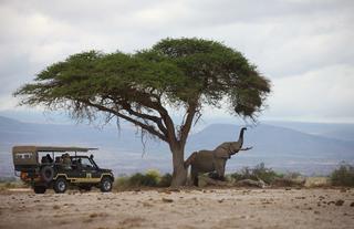 Tortilis Camp Amboseli